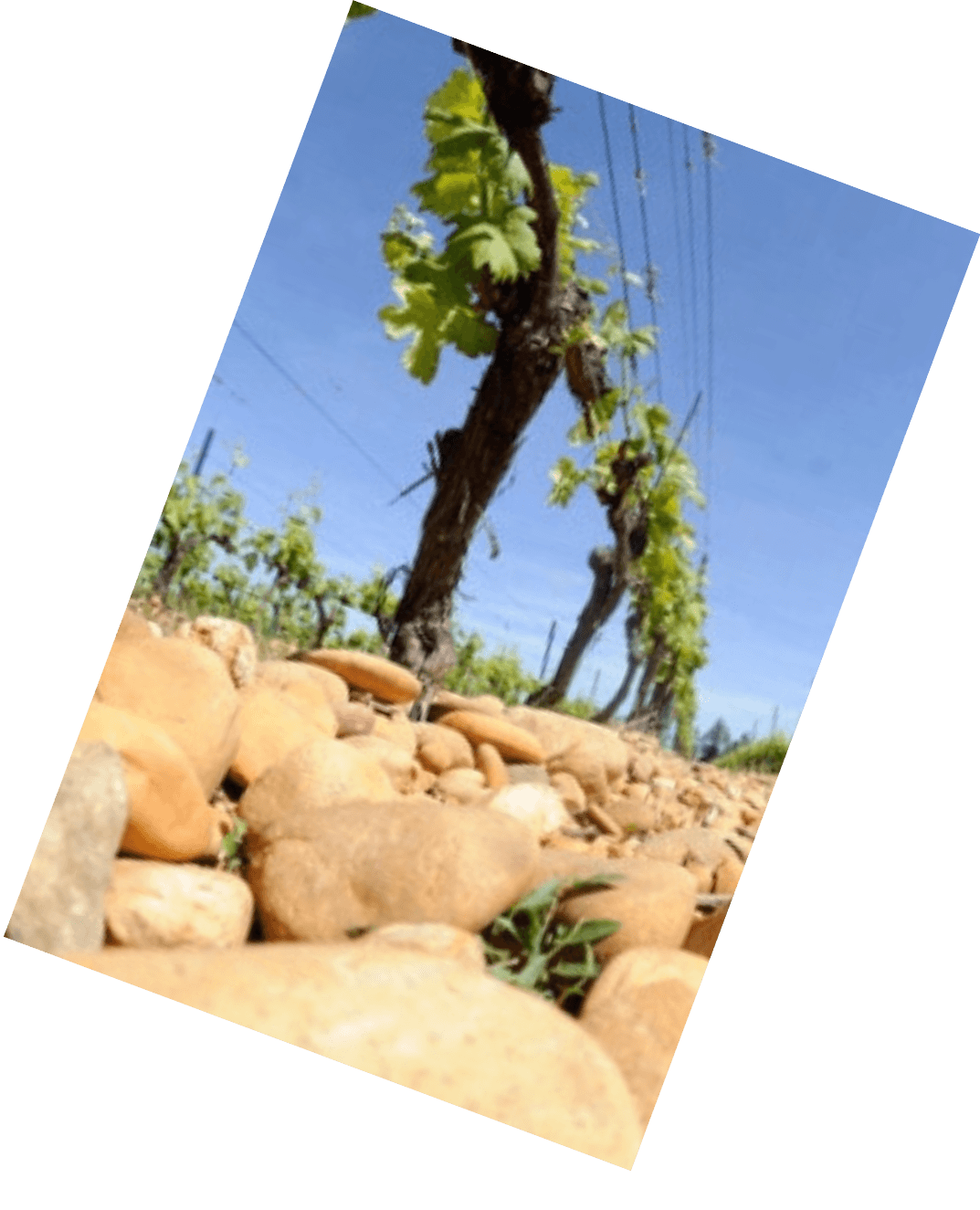 Vinification